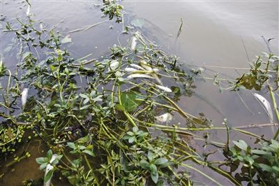 6月3日，颍上县沙颍河，漂在水面上的死鱼。