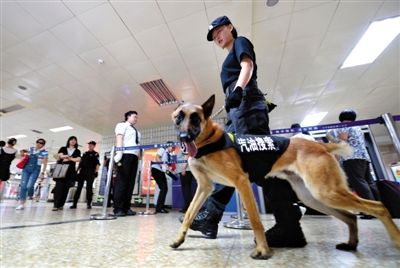 地铁王府井站搜汽油警犬在安检口巡逻。新京报记者 王贵彬 摄