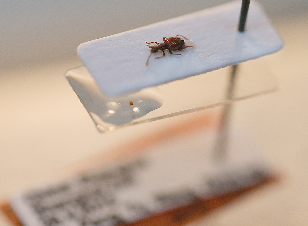这是3月16日拍摄的“西郊公园毛角蚁甲”。