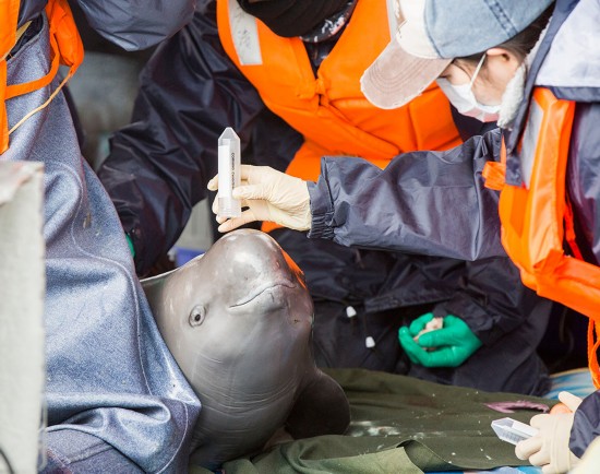 3月16日，中科院水生生物研究所工作人员在鄱阳湖都昌水域对江豚进行体检。