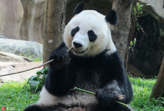 旅印尼大熊猫“湖春”不惧镜头 与游客隔窗互动好调皮