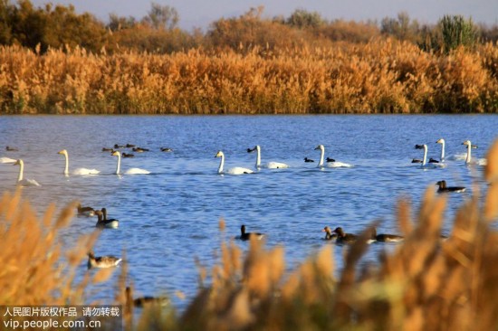 大批天鹅来到甘肃张掖黑河湿地越冬